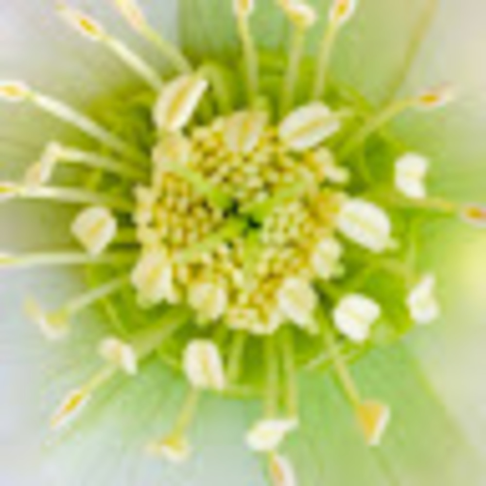 Meet your Posher, Ros